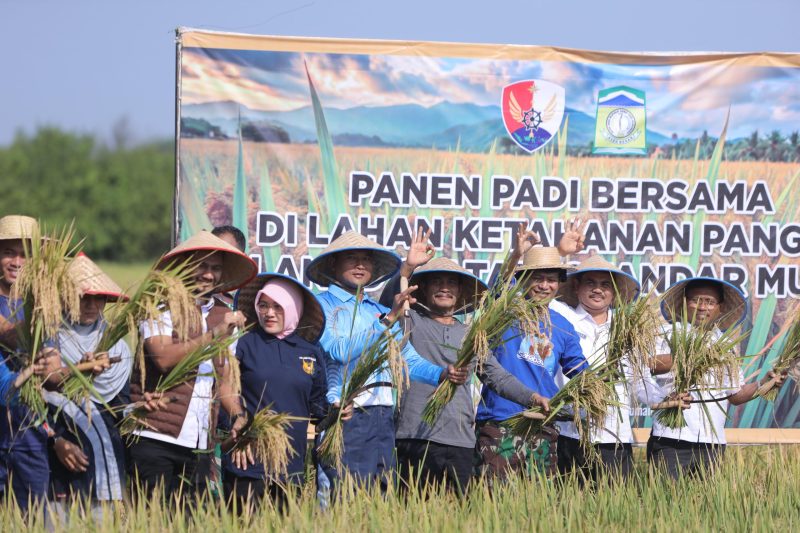 Wakil Bupati Aceh Besar, Drs. Syukri A Jalil, bersama jajaran TNI AU, dan jajaran Pemkab Aceh Besar, melaksanakan panen padi di lahan ketahanan pangan milik Lanud Sultan Iskandar Muda (SIM), Blang Bintang, Aceh Besar, Rabu (19/03/2025).